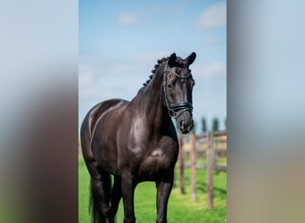 KWPN, Caballo castrado, 14 años, 170 cm, Negro