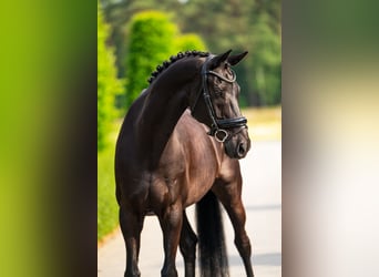 KWPN, Caballo castrado, 14 años, 170 cm, Negro