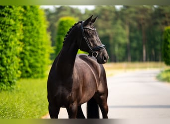 KWPN, Caballo castrado, 14 años, 170 cm, Negro