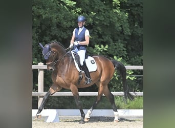 KWPN, Caballo castrado, 14 años, 173 cm, Castaño