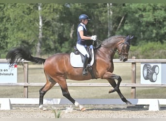 KWPN, Caballo castrado, 14 años, 173 cm, Castaño