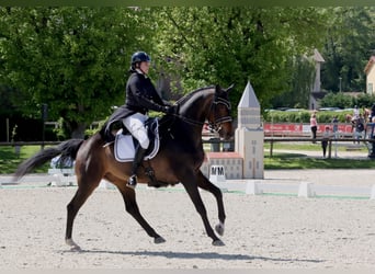 KWPN, Caballo castrado, 14 años, 173 cm, Castaño oscuro