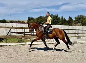 KWPN, Caballo castrado, 14 años, 173 cm, Castaño rojizo