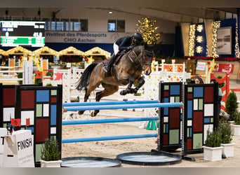 KWPN, Caballo castrado, 14 años, 174 cm, Castaño