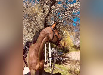 KWPN, Caballo castrado, 14 años, 174 cm, Castaño