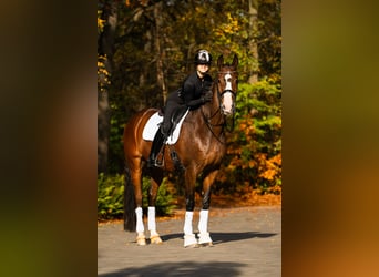 KWPN, Caballo castrado, 14 años, 174 cm, Castaño rojizo