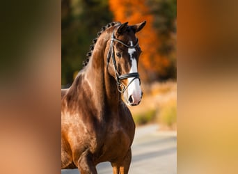 KWPN, Caballo castrado, 14 años, 174 cm, Castaño rojizo