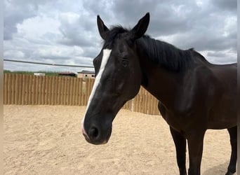 KWPN, Caballo castrado, 14 años, 175 cm, Negro