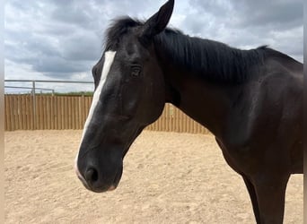 KWPN, Caballo castrado, 14 años, 175 cm, Negro