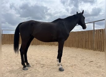 KWPN, Caballo castrado, 14 años, 175 cm, Negro