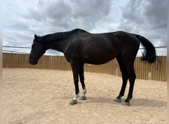 KWPN, Caballo castrado, 14 años, 175 cm, Negro