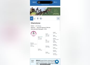 KWPN, Caballo castrado, 14 años, 181 cm, Tordo