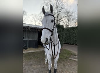 KWPN, Caballo castrado, 14 años, 181 cm, Tordo