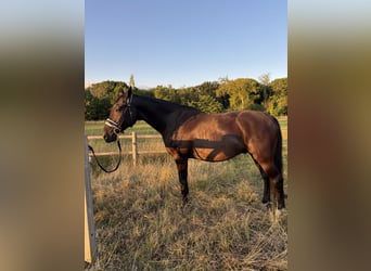 KWPN, Caballo castrado, 15 años, 163 cm, Morcillo