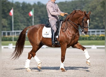 KWPN, Caballo castrado, 15 años, 167 cm, Alazán