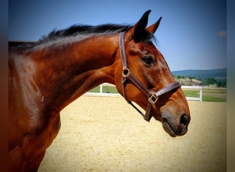 KWPN, Caballo castrado, 15 años, 168 cm, Castaño