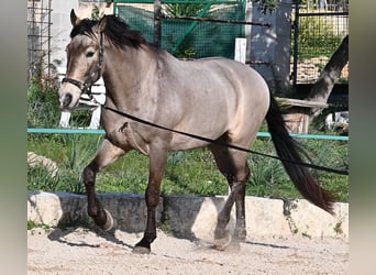 KWPN Mestizo, Caballo castrado, 15 años, 169 cm, Bayo