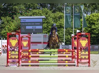 KWPN, Caballo castrado, 15 años, 169 cm, Castaño