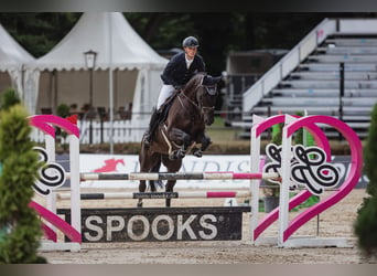 KWPN, Caballo castrado, 15 años, 169 cm, Castaño oscuro