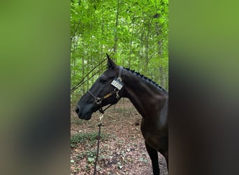 KWPN, Caballo castrado, 15 años, 169 cm, Castaño oscuro