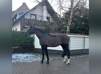 KWPN, Caballo castrado, 15 años, 169 cm, Castaño oscuro