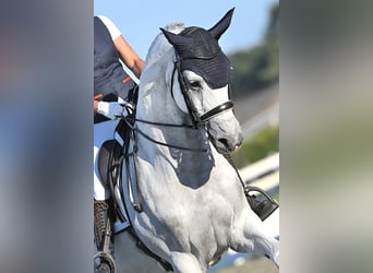 KWPN, Caballo castrado, 15 años, 170 cm, Tordo