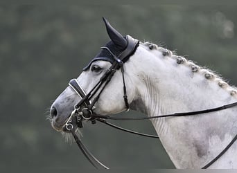 KWPN, Caballo castrado, 15 años, 170 cm, Tordo