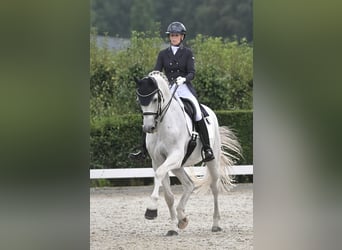 KWPN, Caballo castrado, 15 años, 170 cm, Tordo