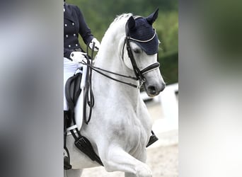 KWPN, Caballo castrado, 15 años, 170 cm, Tordo