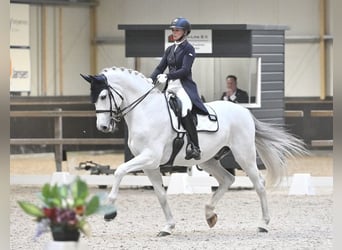 KWPN, Caballo castrado, 15 años, 170 cm, Tordo