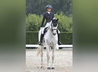 KWPN, Caballo castrado, 15 años, 170 cm, Tordo