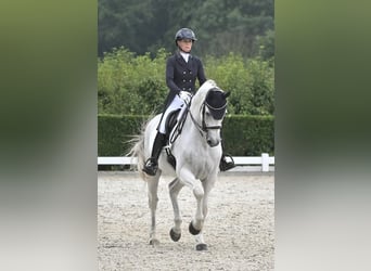 KWPN, Caballo castrado, 15 años, 170 cm, Tordo