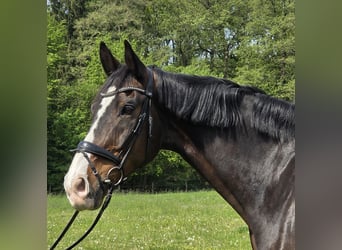 KWPN, Caballo castrado, 15 años, 172 cm, Morcillo