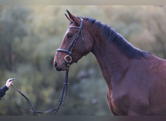 KWPN, Caballo castrado, 15 años, 173 cm, Castaño