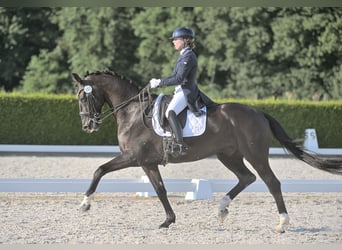 KWPN, Caballo castrado, 15 años, 173 cm, Negro