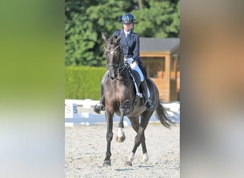 KWPN, Caballo castrado, 15 años, 173 cm, Negro