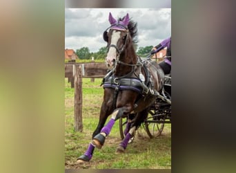 KWPN, Caballo castrado, 15 años, 175 cm