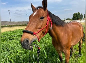 KWPN, Caballo castrado, 15 años, 175 cm, Castaño claro