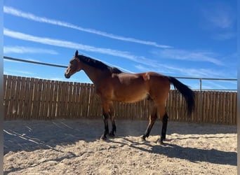 KWPN, Caballo castrado, 15 años, 175 cm, Castaño claro