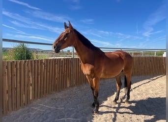 KWPN, Caballo castrado, 15 años, 175 cm, Castaño claro