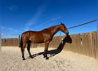 KWPN, Caballo castrado, 15 años, 175 cm, Castaño claro