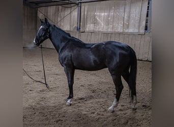 KWPN, Caballo castrado, 15 años, 178 cm, Negro