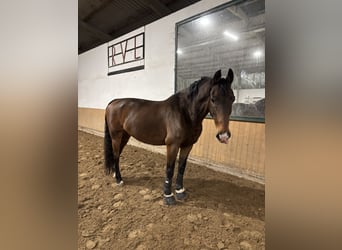 KWPN, Caballo castrado, 15 años, Castaño