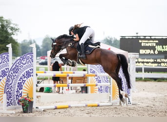 KWPN, Caballo castrado, 15 años, Castaño rojizo
