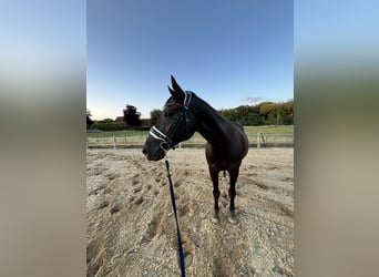 KWPN, Caballo castrado, 16 años, 163 cm, Morcillo