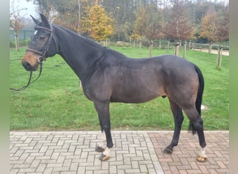 KWPN, Caballo castrado, 16 años, 164 cm, Castaño