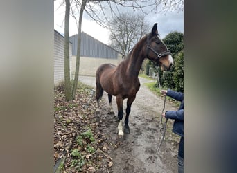 KWPN, Caballo castrado, 16 años, 165 cm, Castaño