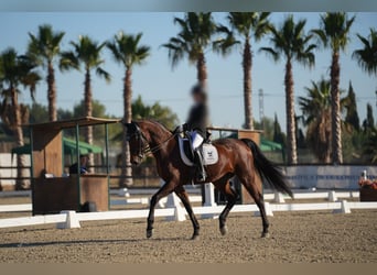 KWPN, Caballo castrado, 16 años, 166 cm, Castaño