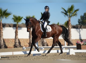 KWPN, Caballo castrado, 16 años, 166 cm, Castaño