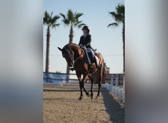 KWPN, Caballo castrado, 16 años, 166 cm, Castaño